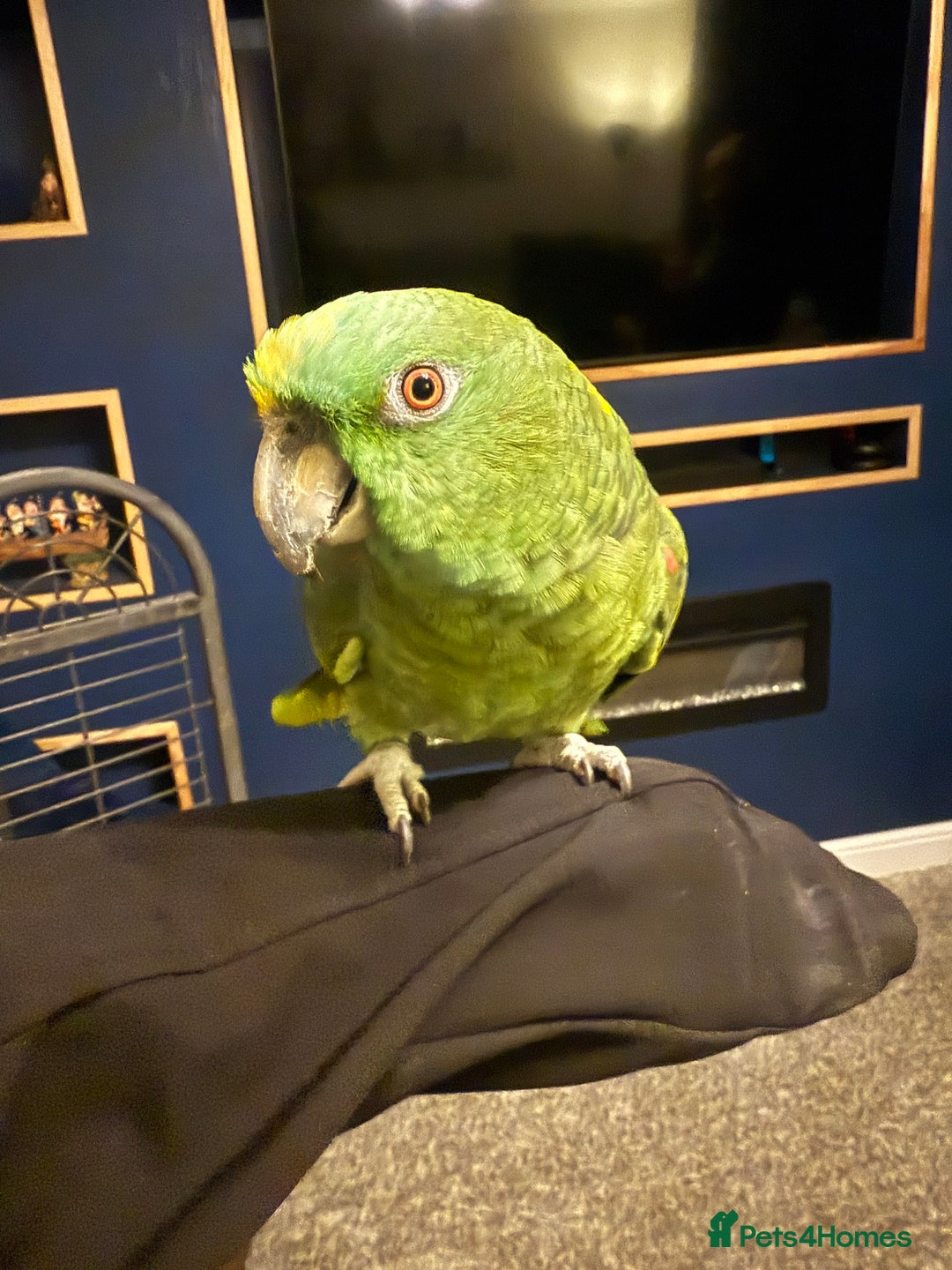 Mixed Breed birds for sale: Tame yellow fronted Amazon  - Advert 2