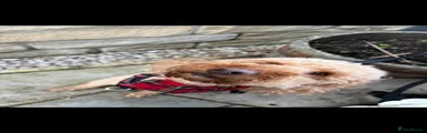 Sproodle Puppy 1