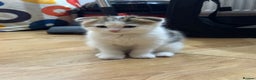 Scottish Fold cats for sale: Scottish fold kittens for sale ready to leave  - Advert 4
