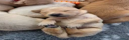 Golden Retriever dogs for sale: KC Puppies cream & gold - Advert 15