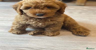Cockapoo dogs - Advert 10