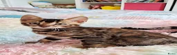 Bengal cats for sale: luxurious bengals - Advert 23
