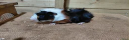 Guinea Pig rodents for sale: Baby guinea-pigs  - Advert 3