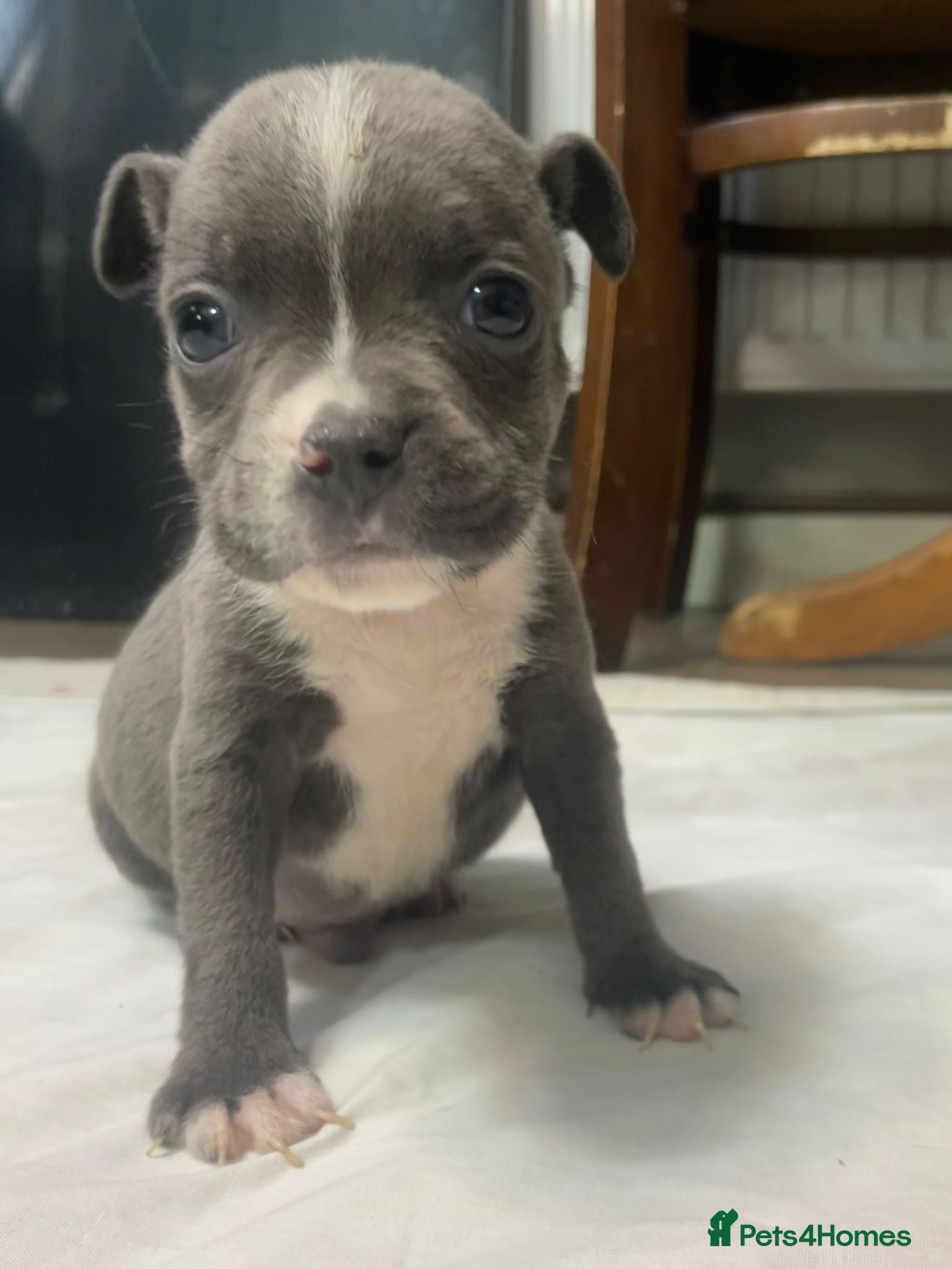 Staffordshire Bull Terrier dogs 6 stunning KC registered Staffy puppy’s  - Advert 5