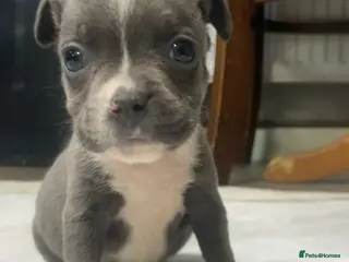 Staffordshire Bull Terrier dogs 6 stunning KC registered Staffy puppy’s - Advert 5