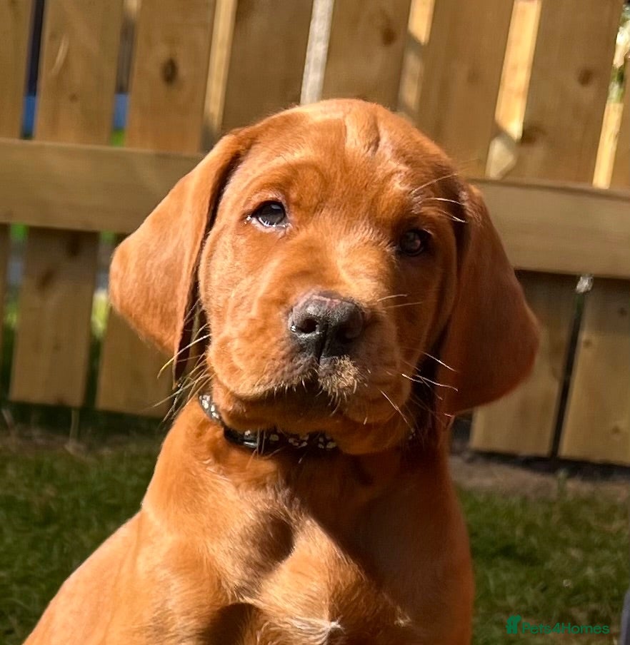 Labrador Retriever dogs Last 2 Icon puppies. KC reg. COI = 0 Ready 14 July - Advert 2