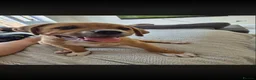 Mixed Breed dogs for sale: 1 brown and white puppy  - Advert 2
