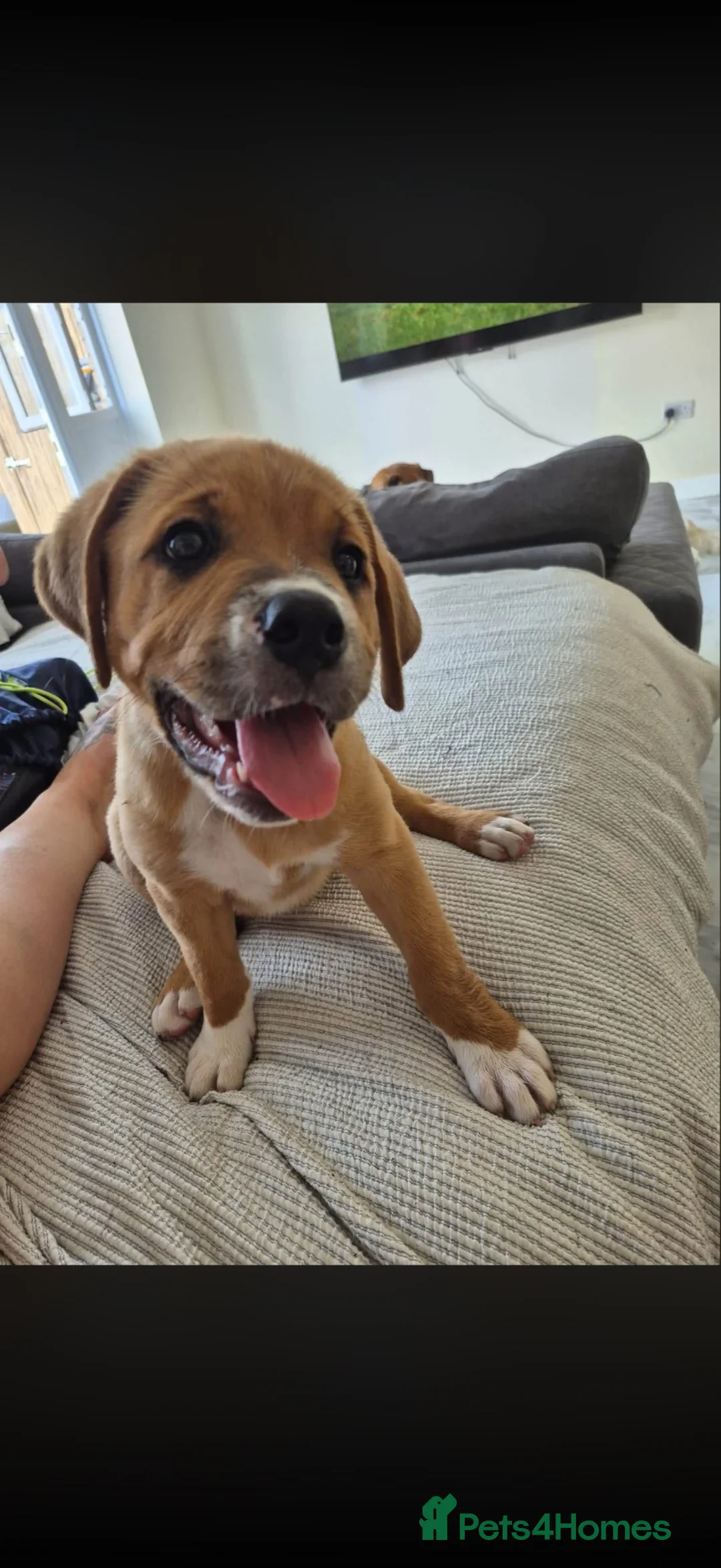 Mixed Breed dogs for sale: 1 brown and white puppy  - Advert 2