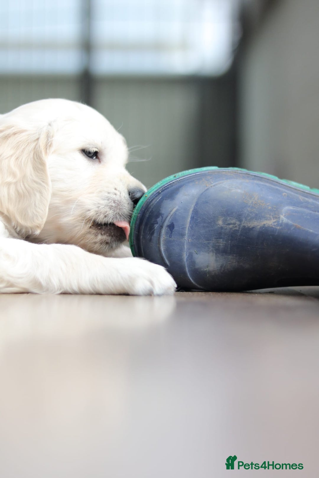 Golden Retriever dogs for sale: Golden retriever pupies  - Image 3