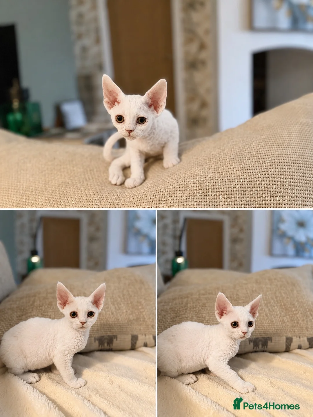 Devon Rex cats for sale: Stunning Snow White Devon Rex Kittens  - Advert 8