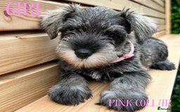 Miniature Schnauzer dogs for sale: Amazing Miniature Schnauzers - Image 6