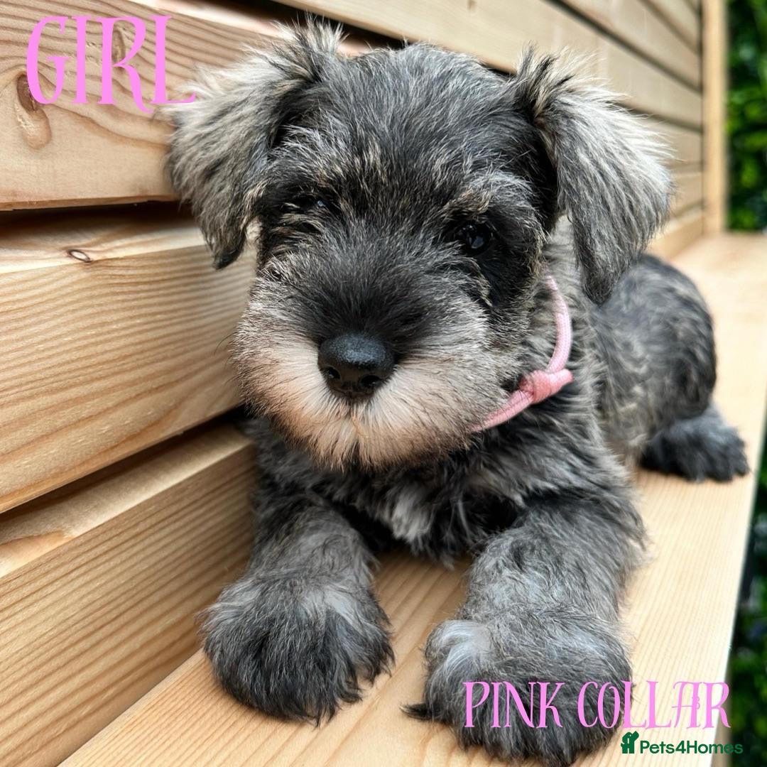 Miniature Schnauzer dogs for sale: Amazing Miniature Schnauzers - Image 6