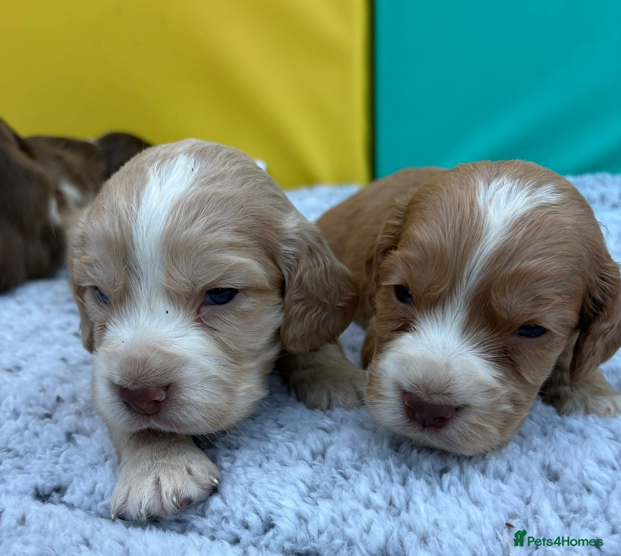Cocker Spaniel dogs for sale: Cocker spaniel puppies - Advert 6
