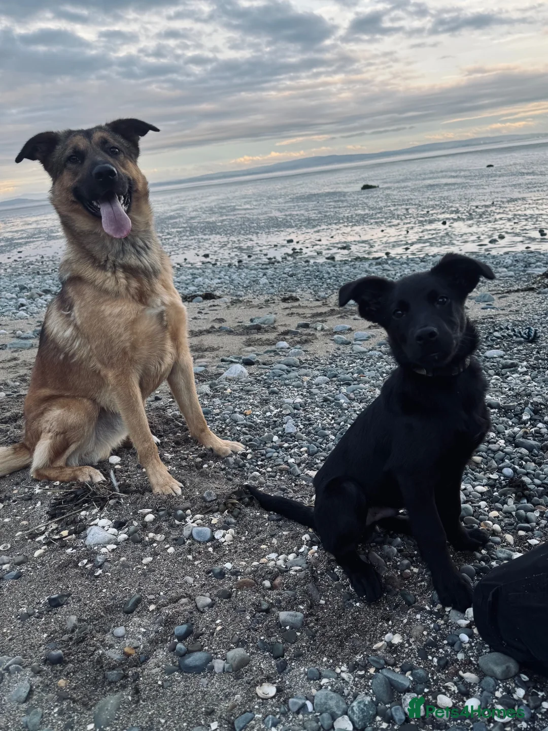 Golden Shepherd dogs for sale: 4 month old German shepherd x golden retriever  - Advert 1
