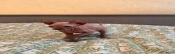 Sphynx cats for sale: Canadian sphynx kittens looking for home - Advert 24