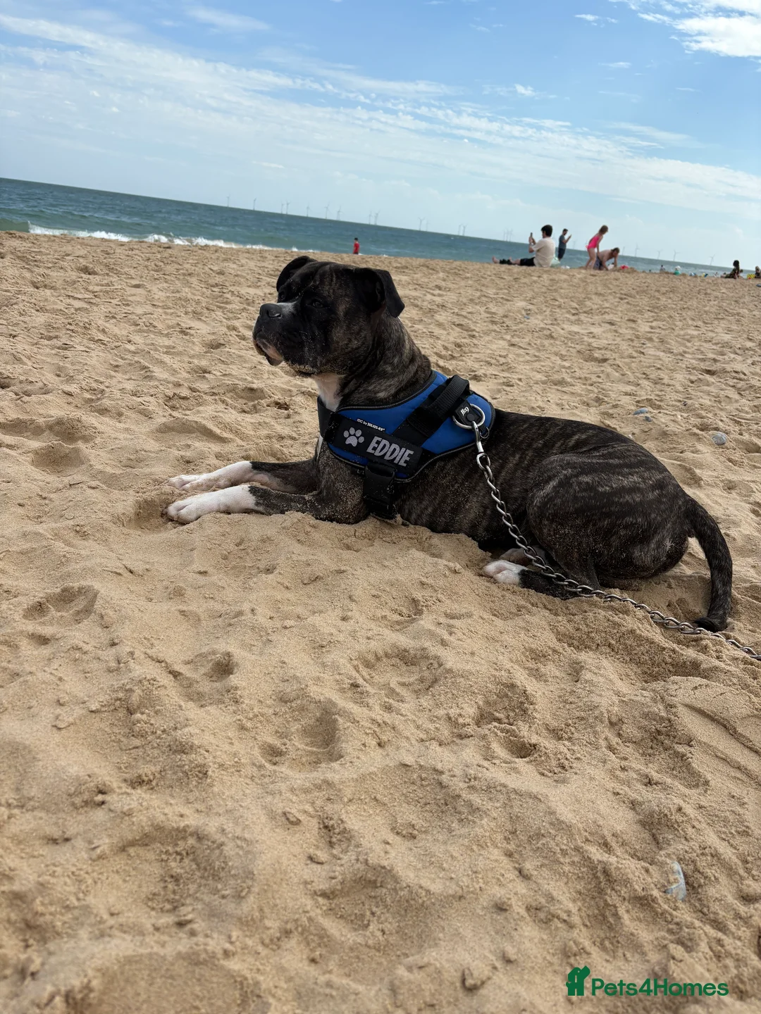 Staffordshire Bull Terrier dogs for sale: Staffy male 2 years 1 month  - Advert 4