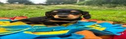 Miniature Dachshund dogs for sale: BEAUTIFUL PRA CLEAR & KC REG MINI DACHSHUNDS - Advert 23