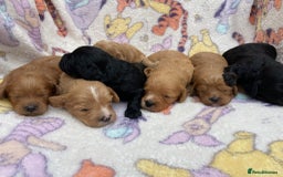 Cavapoo dogs for sale: F1 Health tested Cavapoos  - Image 5