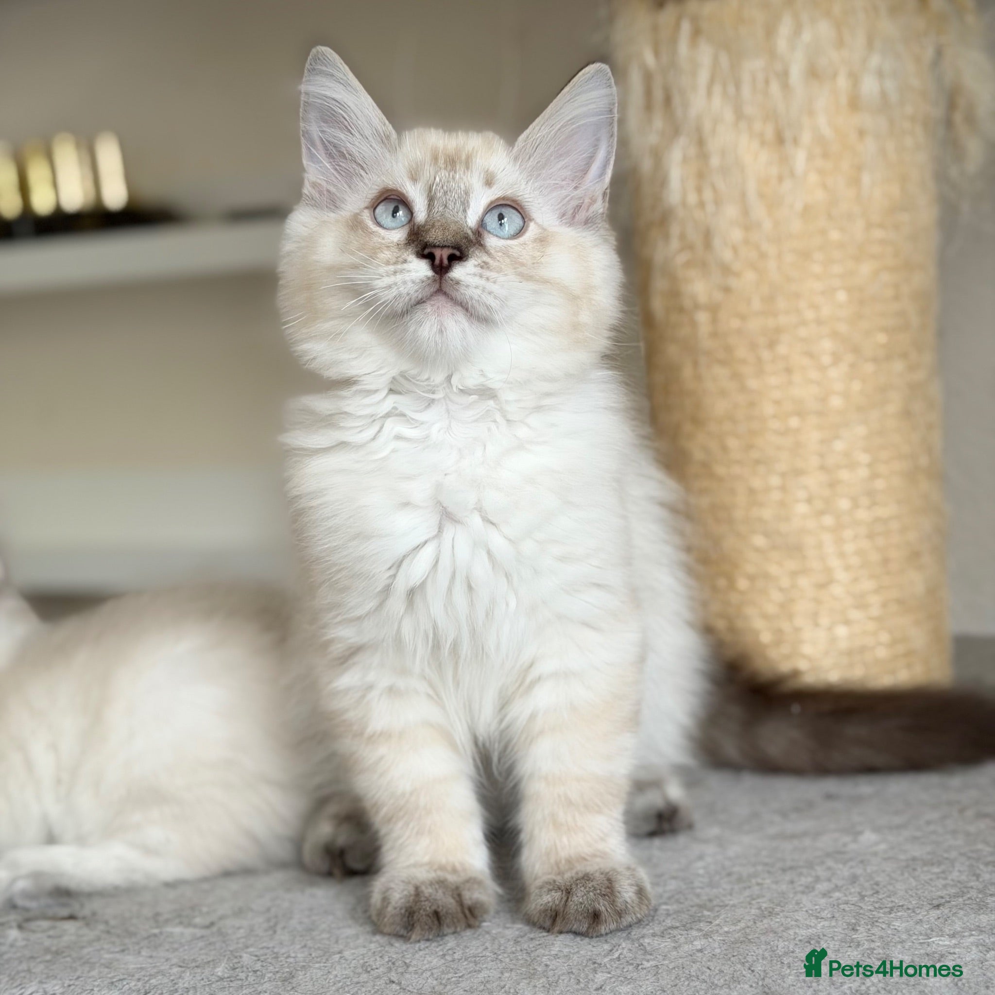 Ragdoll cats Ready Now - Last Boy - Gentle, Cuddly, Friendly - Advert 1