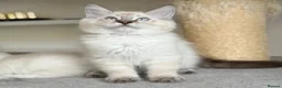 Ragdoll cats for sale: Ready Now - Lap Cat, Cuddly, Affectionate  - Advert 2