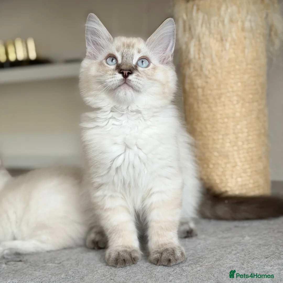 Ragdoll cats for sale: Ready Now - Lap Cat, Cuddly, Affectionate  - Advert 2