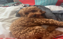 Cockapoo dogs for stud: 1 year old cockapoo for stud - Image 12
