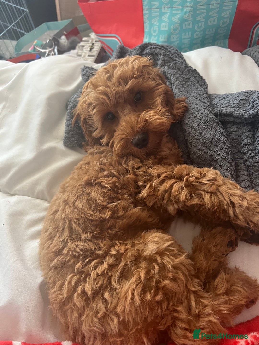 Cockapoo dogs for stud: 1 year old cockapoo for stud - Image 12
