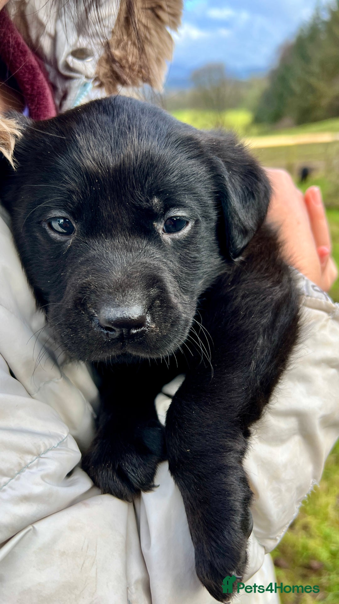 Labrador Retriever dogs for sale: KC Registered black Labrador Puppies for sale - Advert 11