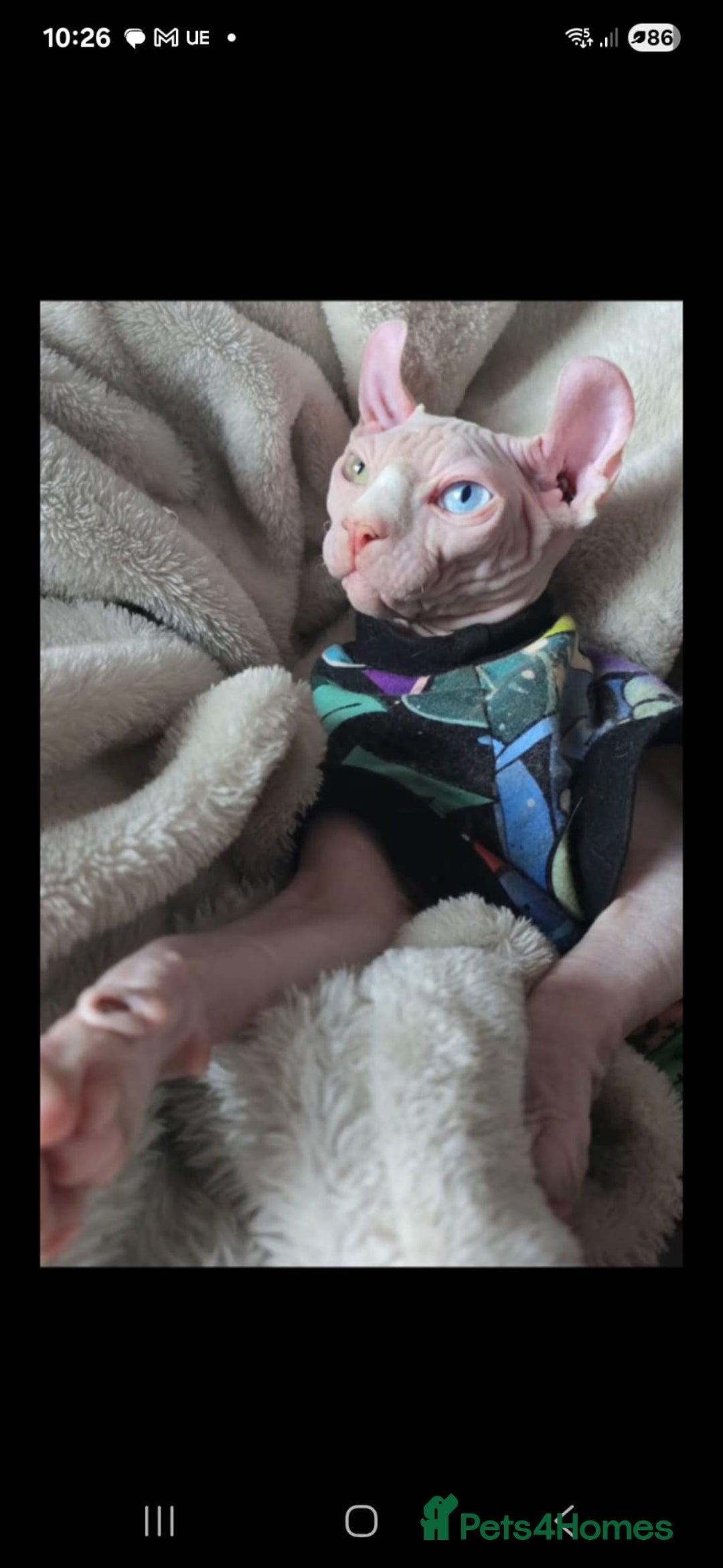 Sphynx cats for sale: From odd eyes father elf shpynx tica pedigree.  - Image 18