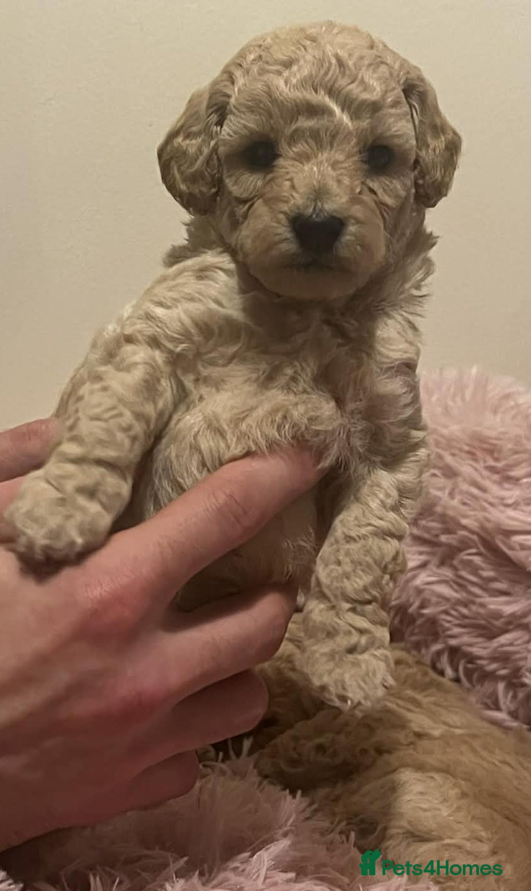 Maltipoo dogs for sale: Beautiful Maltipoo Puppies for Sale – 3 Boys - Advert 9