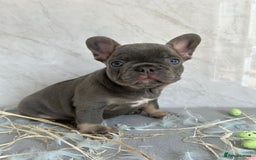 French Bulldog dogs for sale: *REDUCED* Fluffy Carrier French Bulldog - Image 3