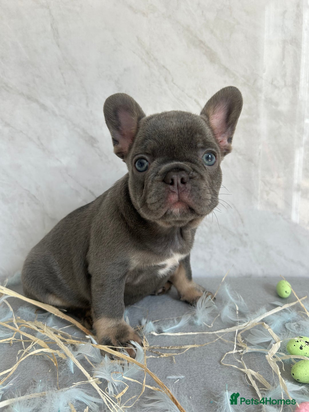 French Bulldog dogs for sale: *REDUCED* Fluffy Carrier French Bulldog - Image 3