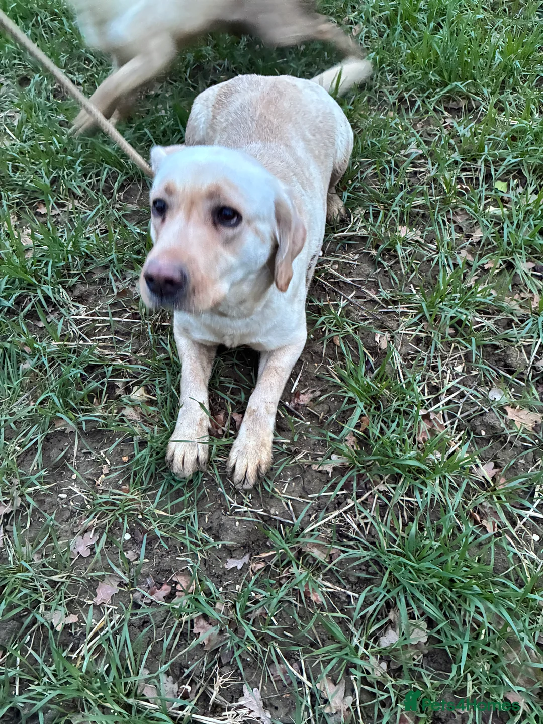Labrador Retriever dogs for sale: Yellow Labrador retriever bitch  - Advert 4