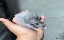 Hamster rodents for sale: STUNNING, TAME, PEDIGREE BABY SYRIAN HAMSTER - Image 11