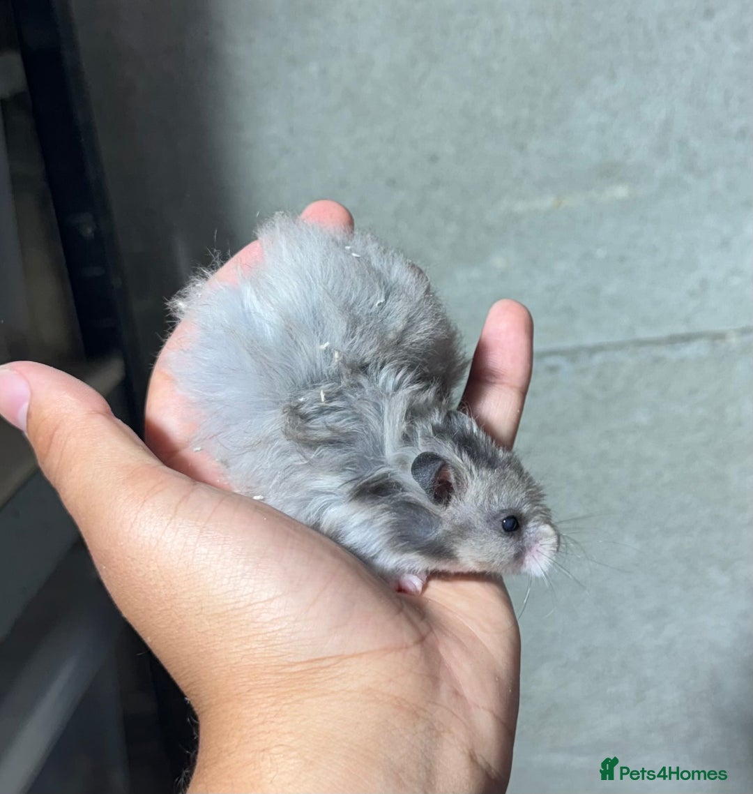 Hamster rodents for sale: STUNNING, TAME, PEDIGREE BABY SYRIAN HAMSTER - Image 11