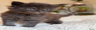 Maine Coon Kitten 4