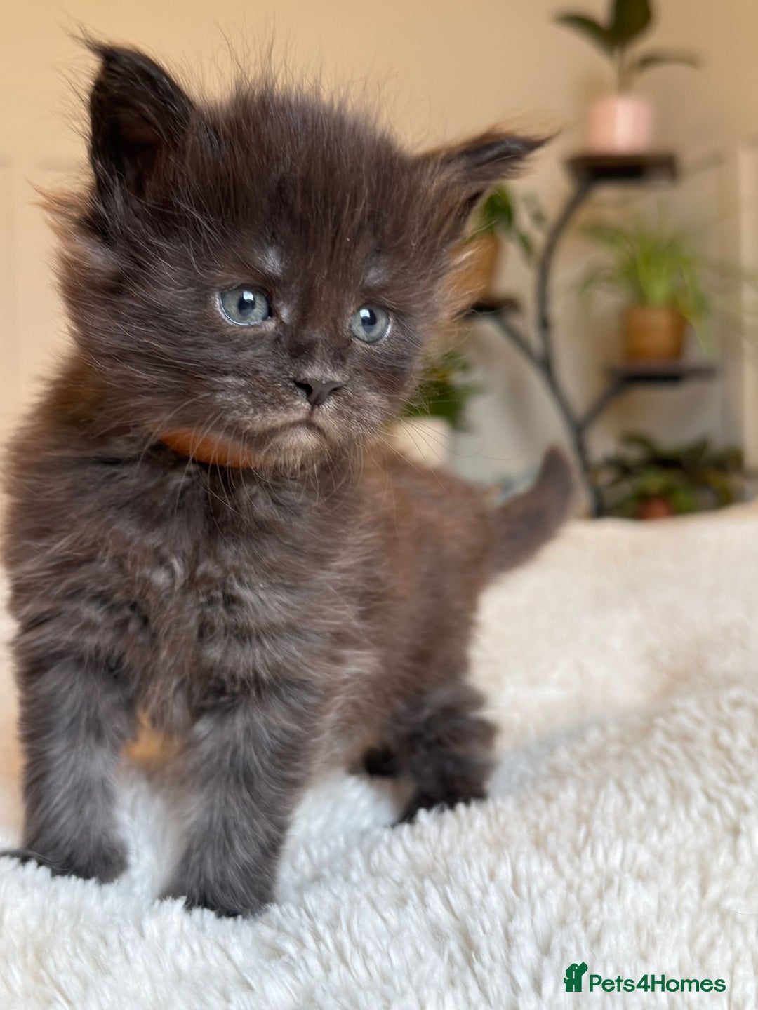 Maine Coon cats for sale: 5 Main Coon Kittens  - Advert 6