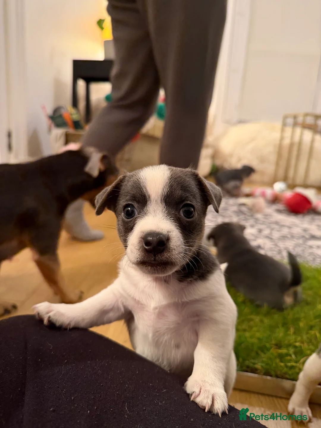 Jack Russell dogs for sale: Stunning blue and blue tri JRT pups - Advert 33