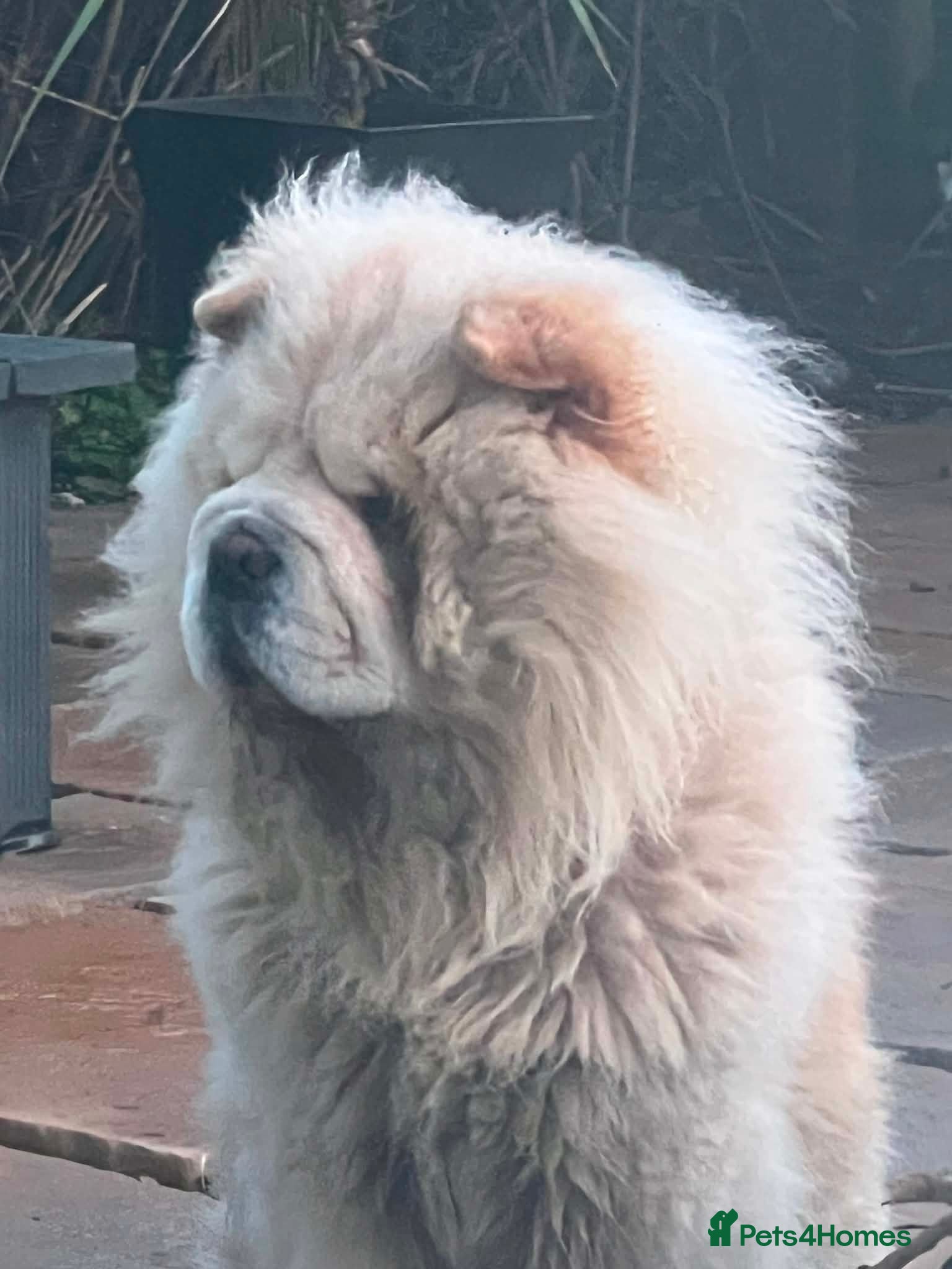 Chow Chow dogs Leo The Chow Chow - Advert 1