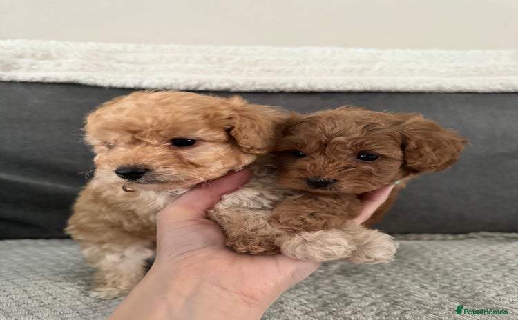 Cockapoo dogs - Advert 17