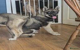 Siberian Husky dogs for sale: Agouti Coat Pedigree Siberian Husky Puppies - Image 12