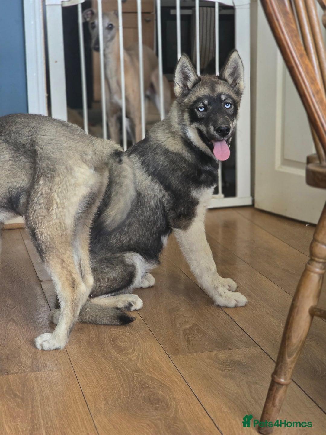 Siberian Husky dogs for sale: Agouti Coat Pedigree Siberian Husky Puppies - Image 12