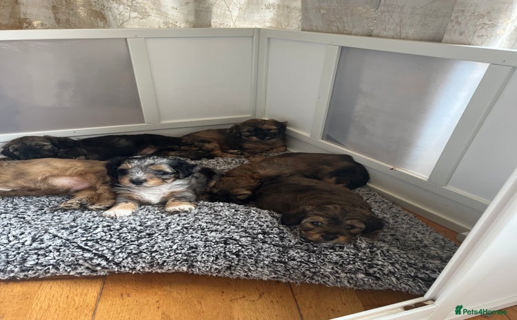 Mixed Breed dogs - Advert 2