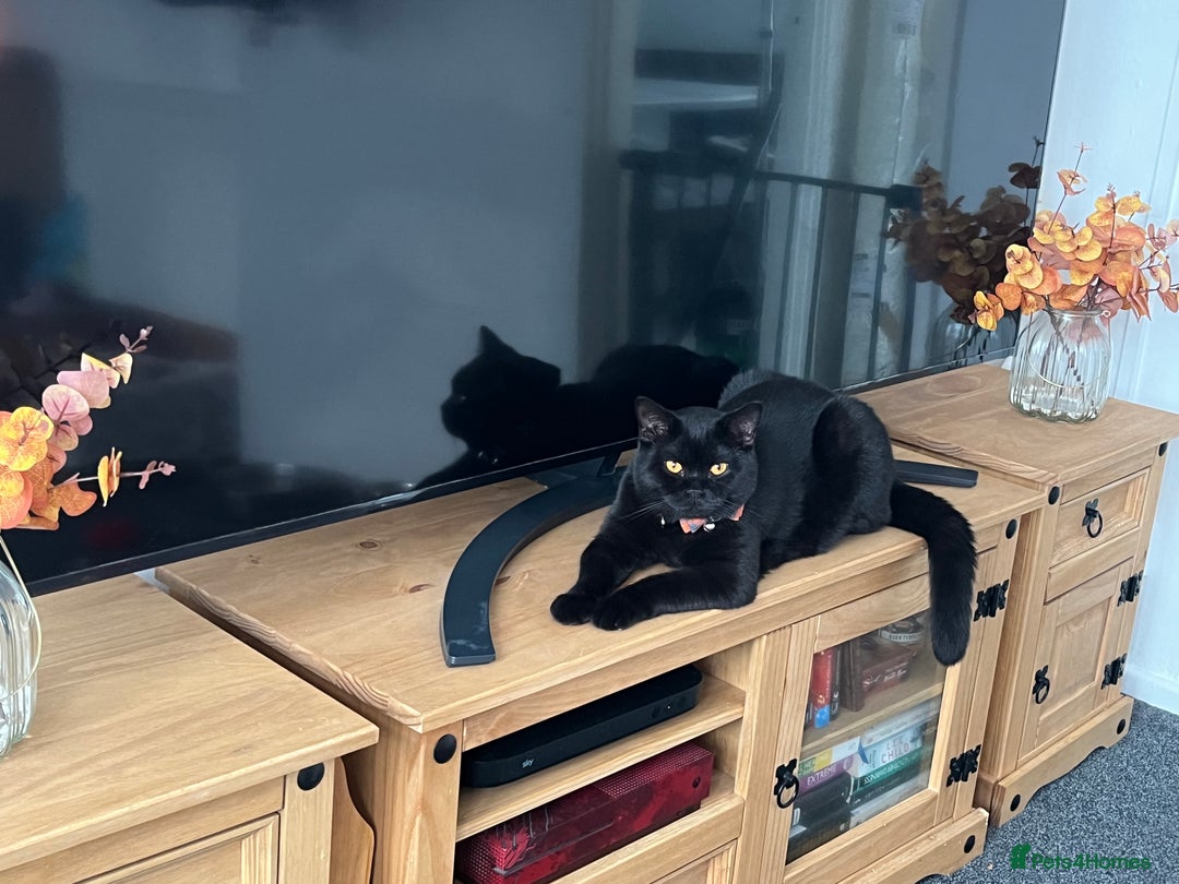 British Shorthair cats for sale: Two stunning boys looking for a loving home! - Image 7