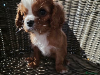 Cavapoo dogs Beautiful cavapoo puppies - Advert 5