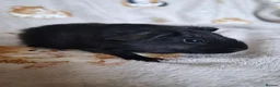 Guinea Pig rodents for sale: Swiss, Cali, Self Black & Smooth Baby Guinea Pigs - Advert 9