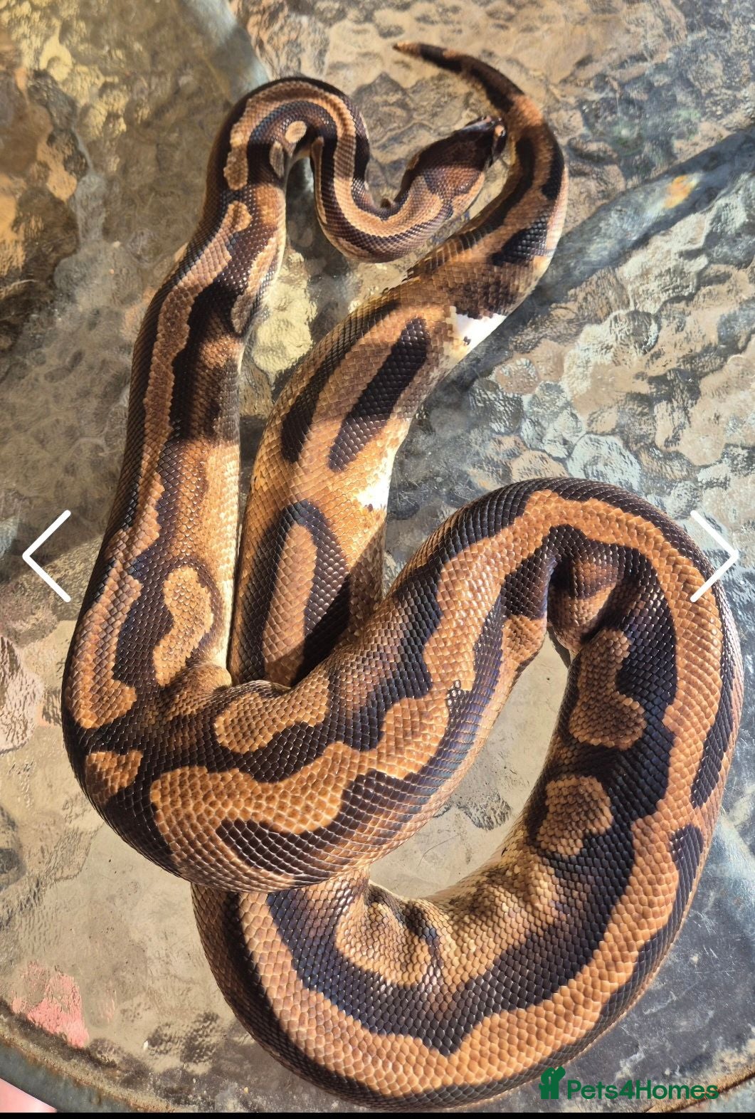 Python Snake reptiles 4 adult female ball pythons for sale  - Advert 2