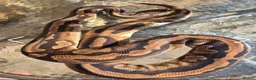 Python Snake reptiles for sale: 4 adult female ball pythons for sale  - Advert 2