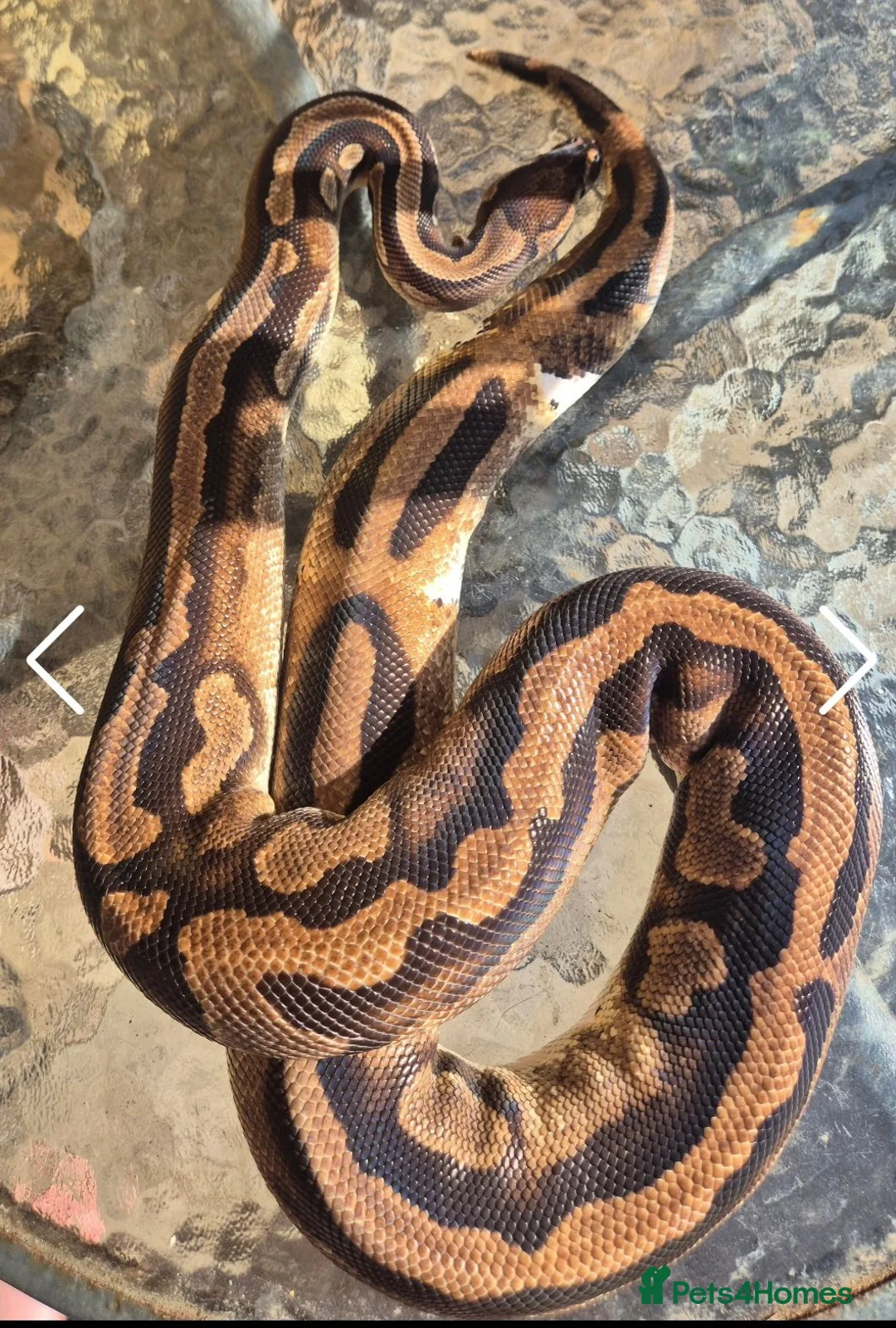 Python Snake reptiles for sale: 4 adult female ball pythons for sale  - Advert 2