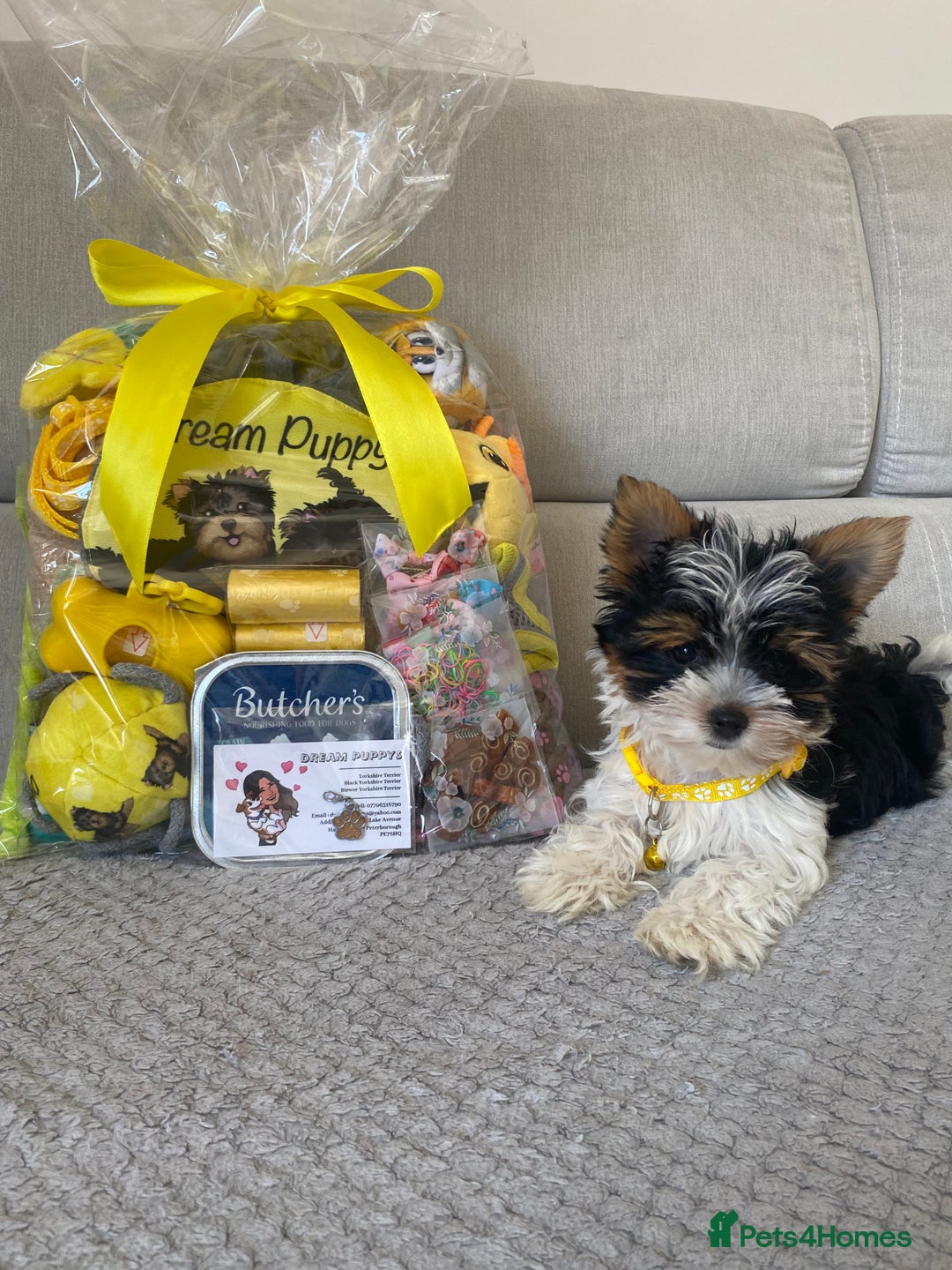 Yorkshire Terrier dogs for sale: Beautiful very small xxxs Biewer Yorkshire Terrier - Image 13